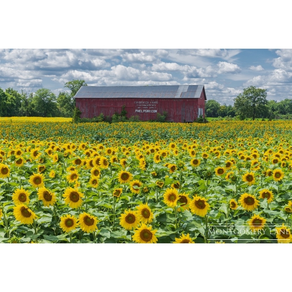 Sunflower Field Print